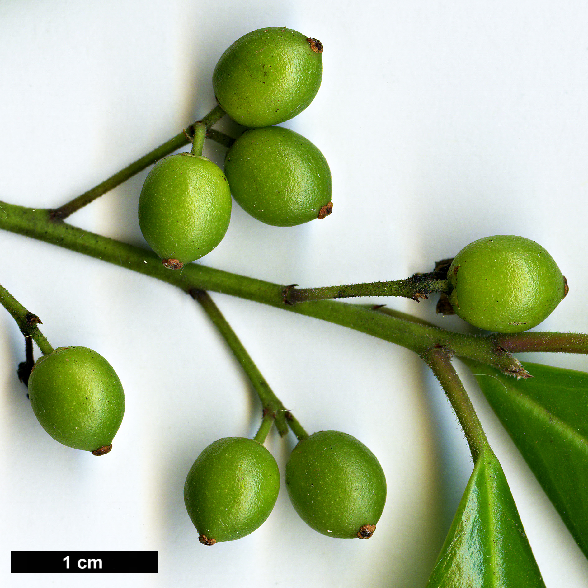 High resolution image: Family: Aquifoliaceae - Genus: Ilex - Taxon: cassine - SpeciesSub: × I.cumulicola '580 Lady'